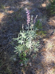 Lupinus leucophyllus