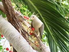 Ducula pickeringii