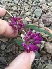 Allium falcifolium