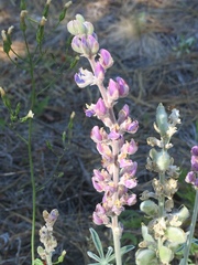 Lupinus leucophyllus