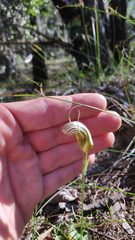Pterostylis ophioglossa