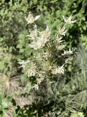 Melanthieae