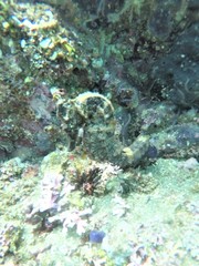 Hippocampus ingens