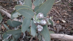 Eucalyptus pleurocarpa