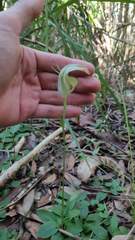 Pterostylis baptistii