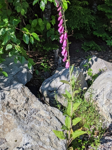 Douglas Trail #781
