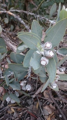 Eucalyptus pleurocarpa