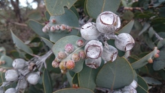 Eucalyptus pleurocarpa
