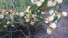 Hakea nitida