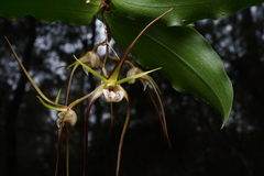 Dendrobium tetragonum