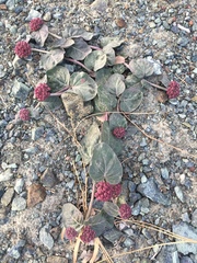 Asclepias solanoana