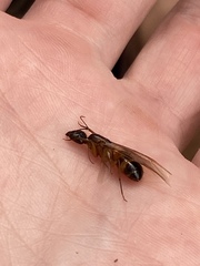 Camponotus festinatus