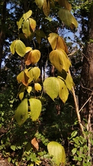 Dioscorea hispida