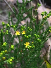 Hypericum myrianthum