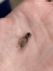 Camponotus festinatus