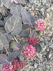 Asclepias solanoana