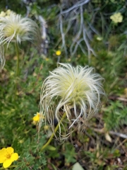 Clematis hirsutissima