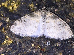 Lobophora nivigerata