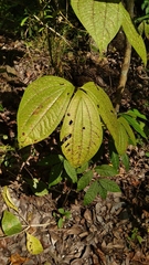 Dioscorea hispida