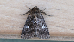 Properigea albimacula