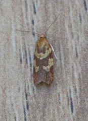 Sparganothis senecionana