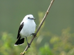 Pied Water-Tyrant photo 3