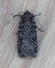 Euxoa terrenus
