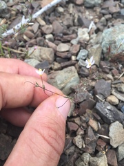 Leptosiphon bolanderi