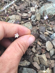 Leptosiphon bolanderi