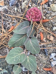 Asclepias solanoana