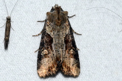 Lateroligia ophiogramma