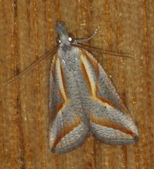 Arotrophora arcuatalis