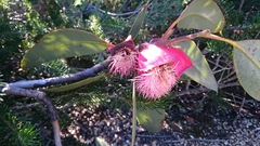 Eucalyptus tetraptera