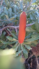 Banksia media