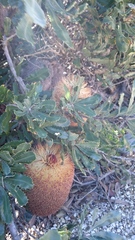 Banksia media