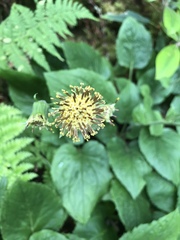 Rugelia nudicaulis