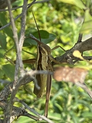 Mermiria intertexta
