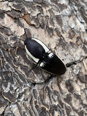 Chalcolepidius apacheanus