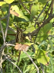 Mermiria intertexta