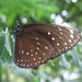 Euploea phaenareta castelnaui - Photo (c) Steven Chong, algunos derechos reservados (CC BY-NC), subido por Steven Chong