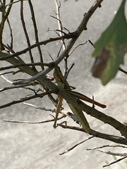 Mermiria intertexta