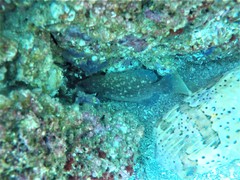 Rypticus bicolor