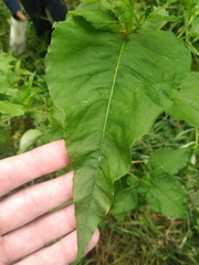Koenigia alaskana