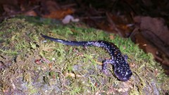 Plethodon yonahlossee