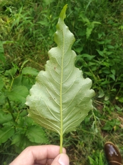 Koenigia alaskana