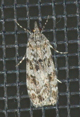 Scoparia syntaracta