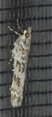 Scoparia syntaracta