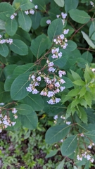 Apocynum androsaemifolium image