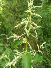Koenigia alaskana