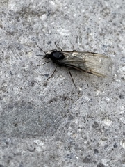 Liometopum apiculatum